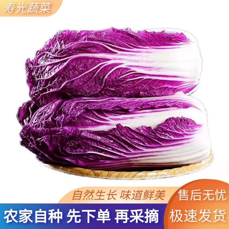 【寿光紫白菜】紫白菜花青素农家种植全国供应一件代发