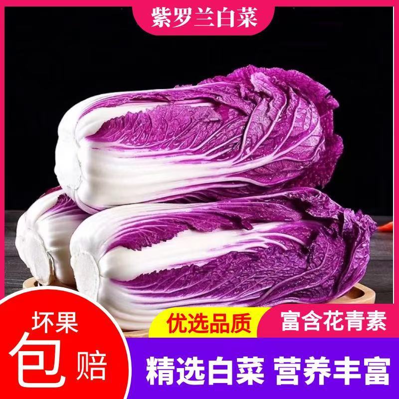 【寿光紫白菜】紫白菜花青素农家种植全国供应一件代发
