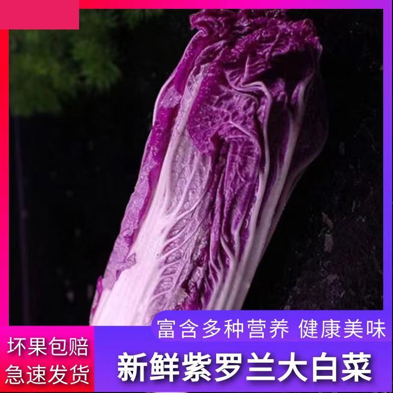 【寿光紫白菜】紫白菜花青素农家种植全国供应一件代发