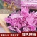 【寿光紫白菜】紫白菜花青素农家种植全国供应一件代发