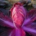 【寿光紫白菜】紫白菜花青素农家种植全国供应一件代发