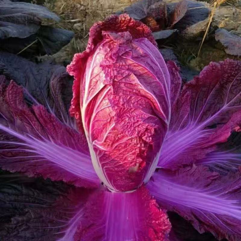 【寿光紫白菜】紫白菜花青素农家种植全国供应一件代发