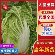 【精品白菜】黄心白菜江苏东台产地直供代发全国市场量大从优