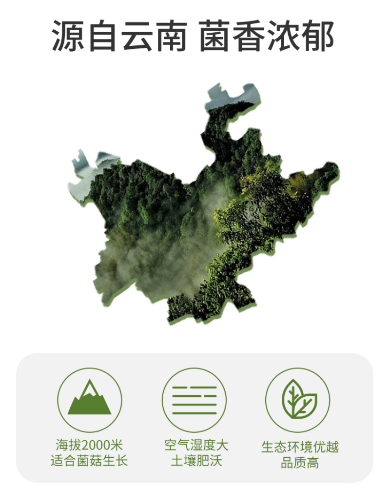 云南深山鹿茸菇精选干货代发批发