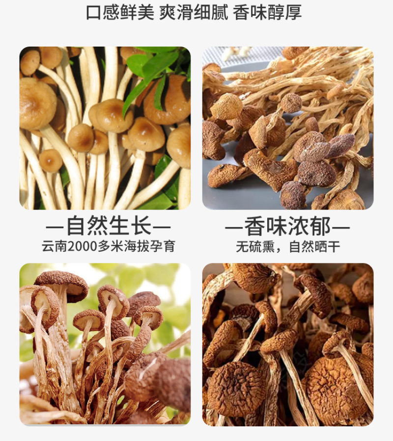 正宗云南茶树菇，茶树菇，精选干货，开伞剪根农家新菇批发代