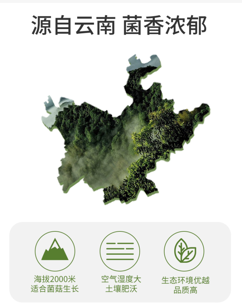 正宗云南茶树菇，茶树菇，精选干货，开伞剪根农家新菇批发代