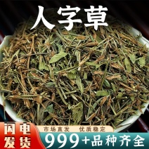 人字草中药材批发人字草穿破石组合安国中药材批发