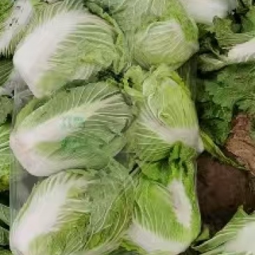 精品黄心白菜产地直发，一手货源，保质保量，全国直发