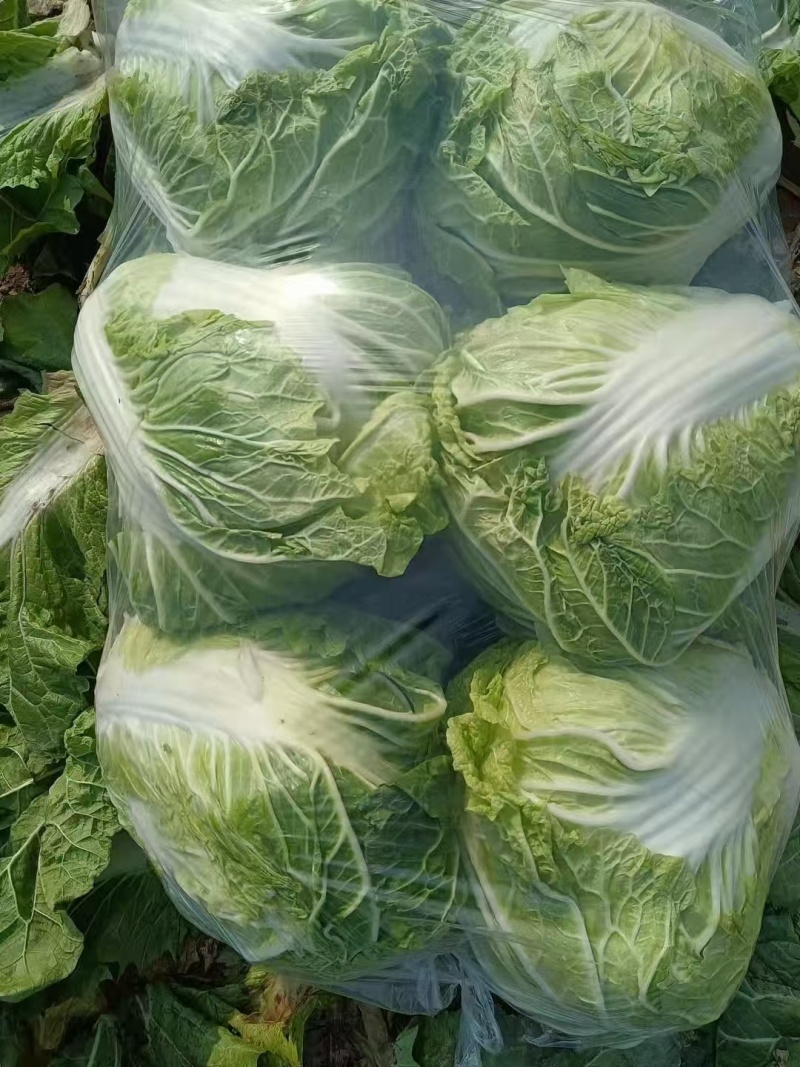 精品黄心白菜产地直发，一手货源，保质保量，全国直发