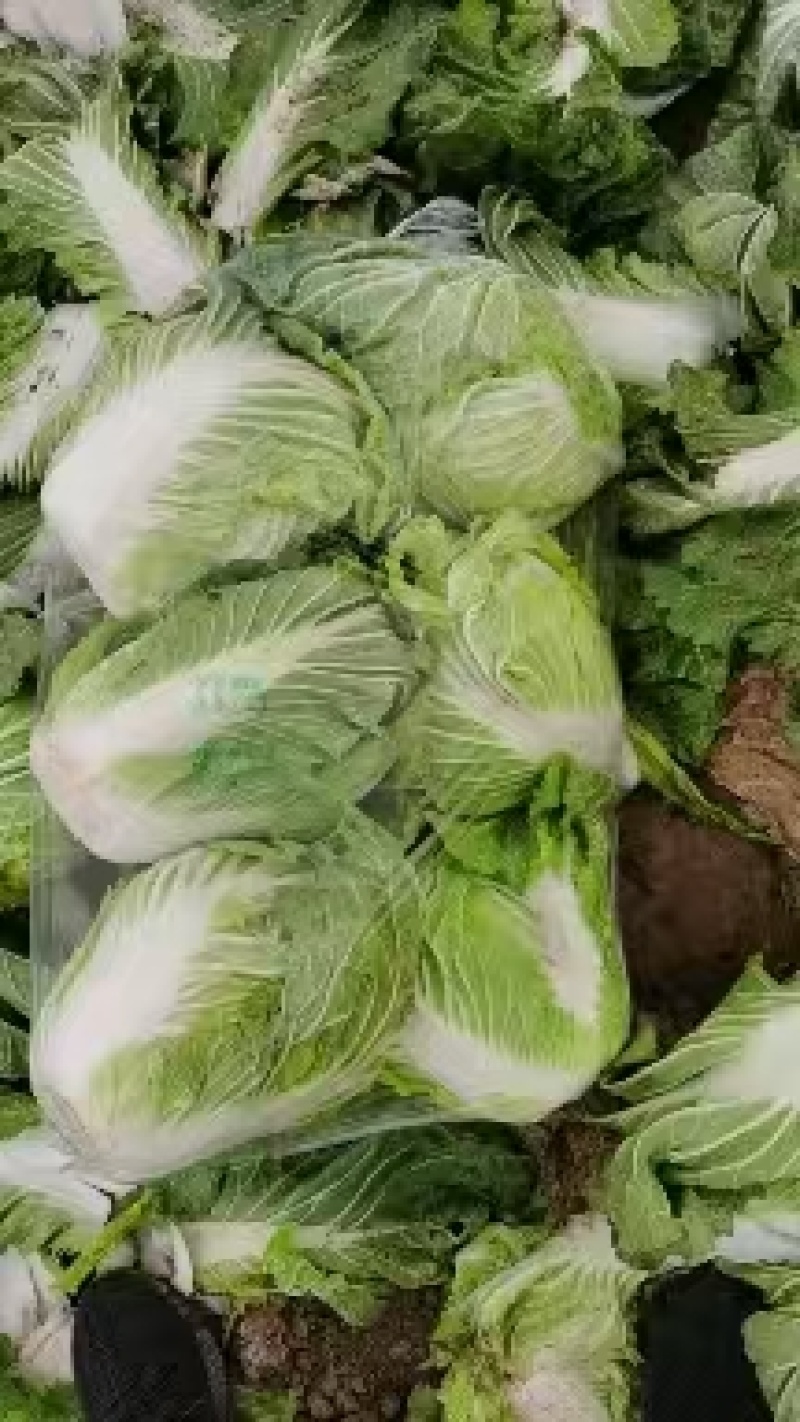 精品黄心白菜产地直发，一手货源，保质保量，全国直发