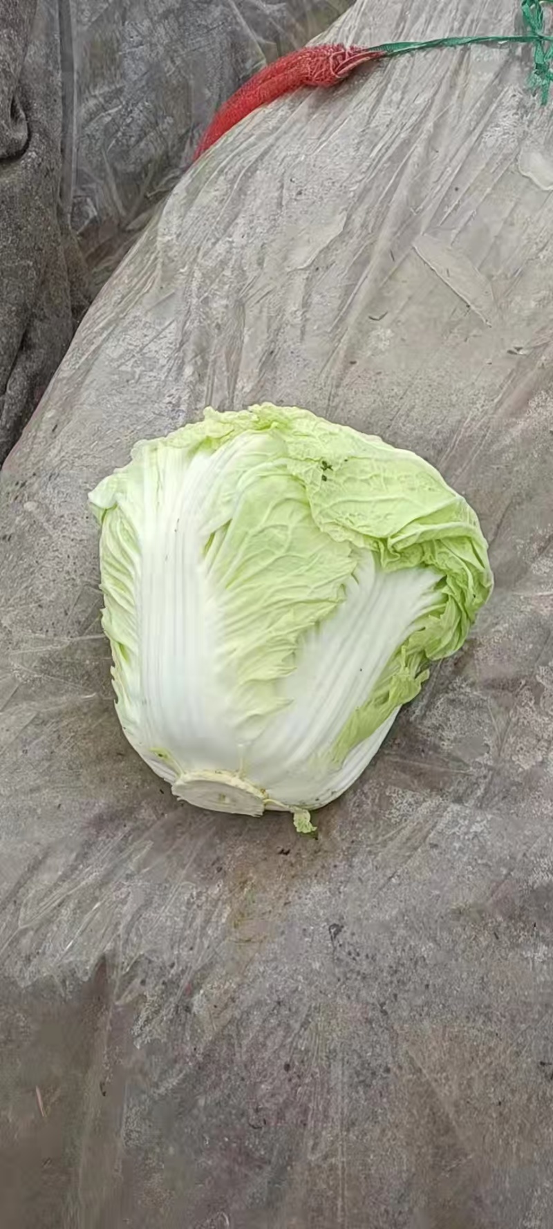 精品黄心白菜产地直发，一手货源，保质保量，全国直发