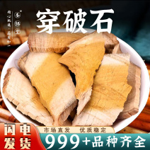 穿破石中药材批发穿破石根川破石非野生穿破石新干货安国中药