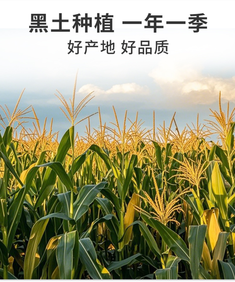 包装2斤玉米碴新农家玉米碎碴子粥玉米糁煮饭粥苞米