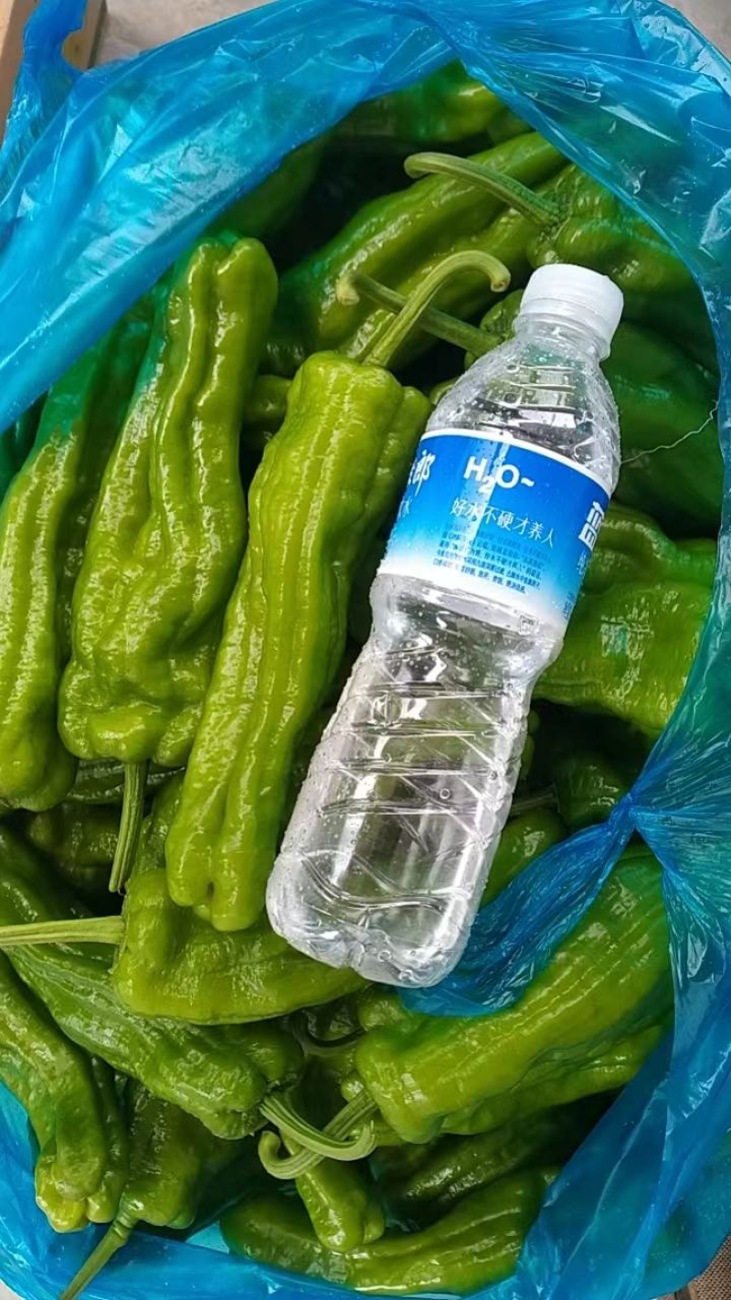 【推荐】薄皮椒精品辣椒产地一手货源对接全国市场