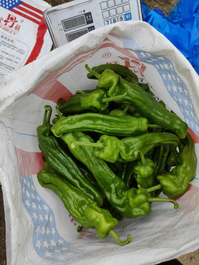 【推荐】薄皮椒精品辣椒产地一手货源对接全国市场