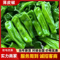 【热卖】薄皮椒精品辣椒产地直发保质保量对接全国