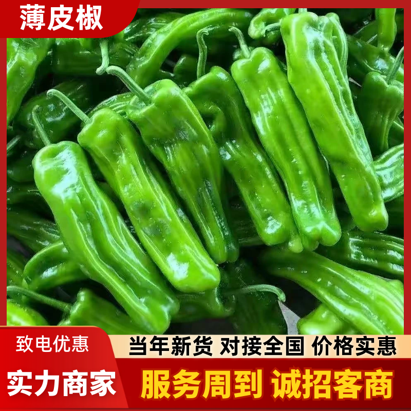 【热卖】薄皮椒精品辣椒产地直发保质保量对接全国