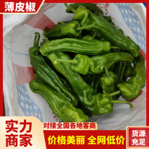 【推荐】薄皮椒精品辣椒产地一手货源对接全国市场