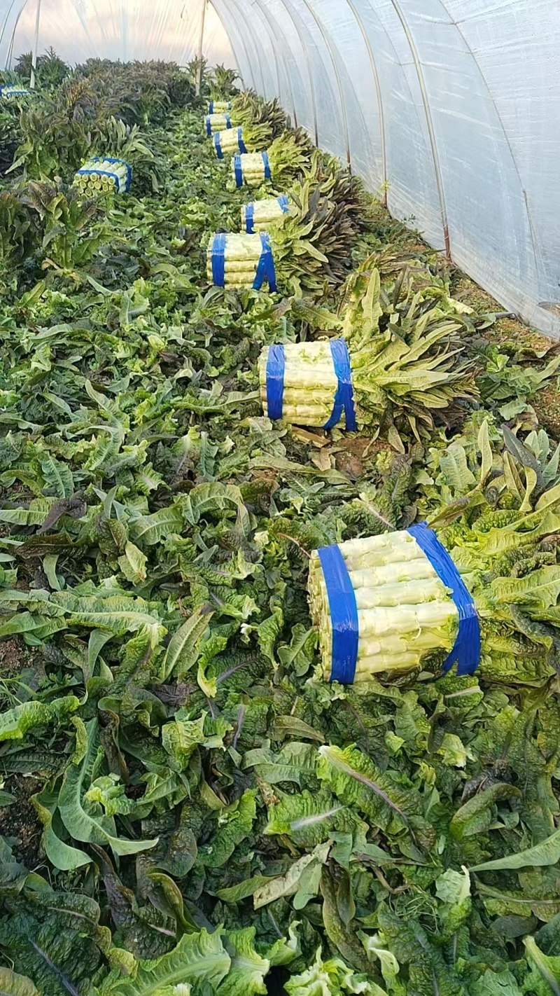 精品尖叶莴笋万亩基地直发货源充足保质保量进店联系