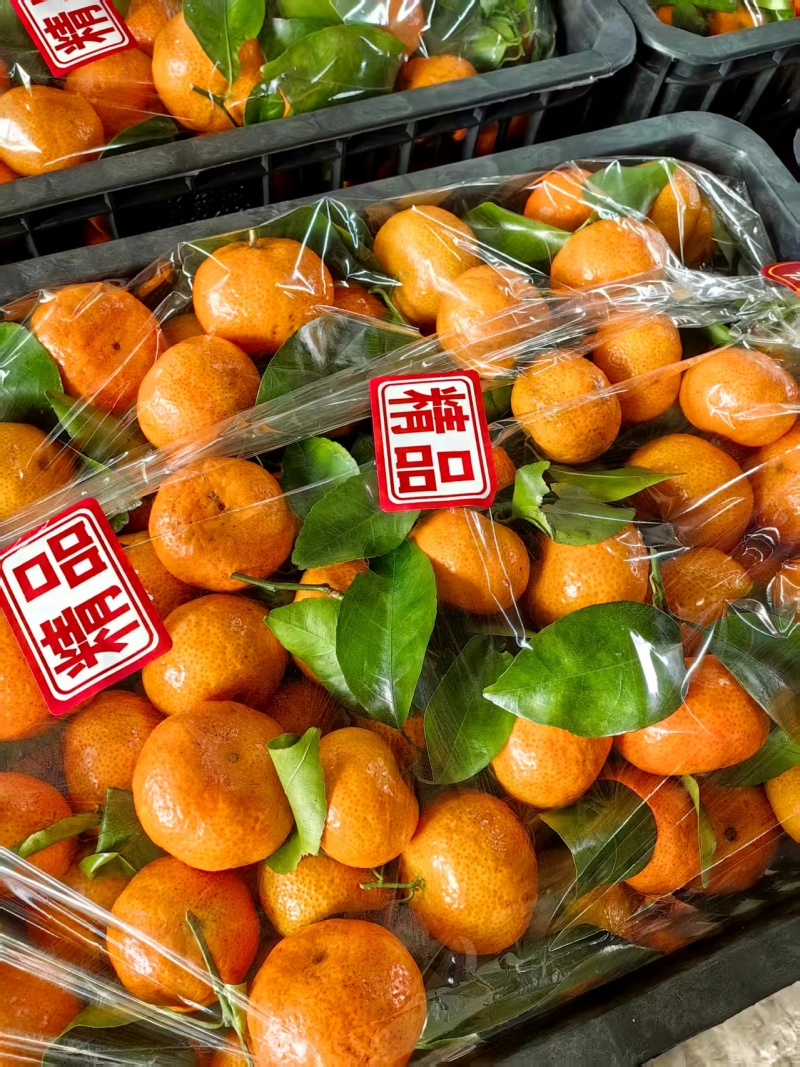 广西精品/砂糖橘/大量上市/皮薄汁多/量大价优对接全国