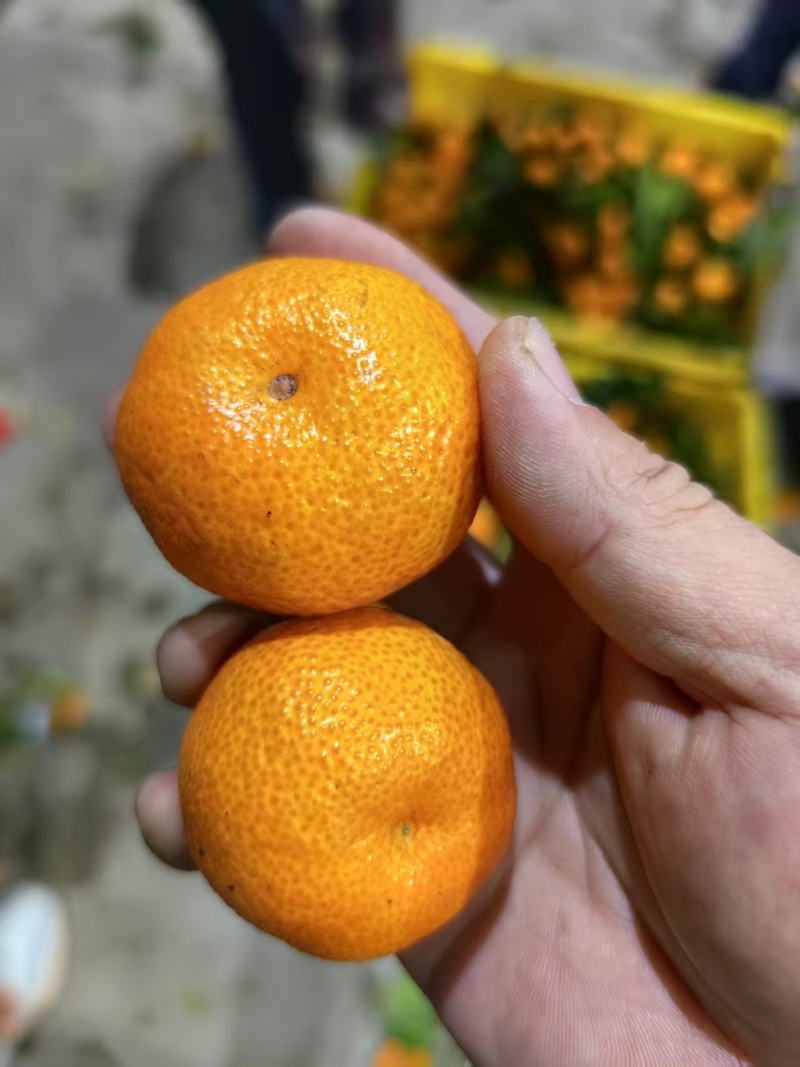 广西精品/砂糖橘/大量上市/皮薄汁多/量大价优对接全国