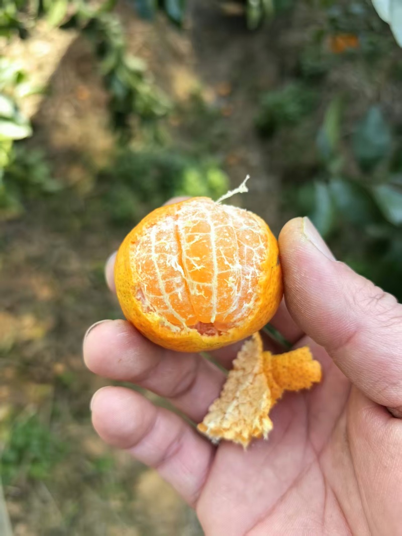 广西精品/砂糖橘/大量上市/皮薄汁多/量大价优对接全国