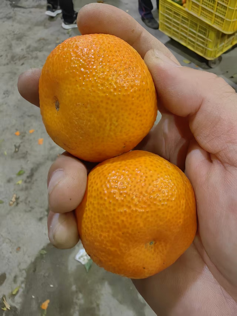 广西本地砂糖橘量大价优/产地直发/可视频看货对接全国商超