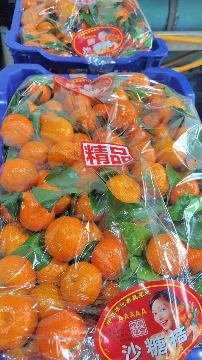 广西精品砂糖桔大量上市/皮薄汁多/量大价优对接全国商超
