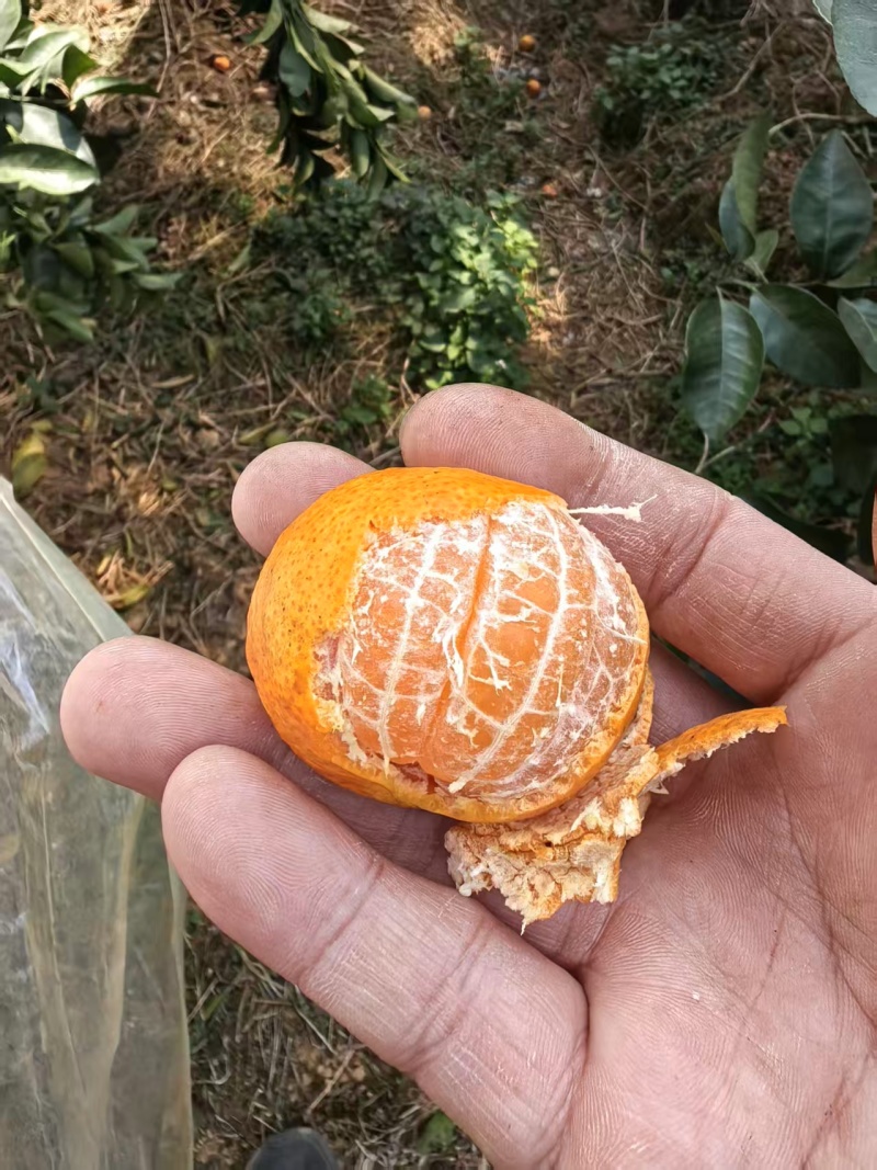 广西精品砂糖桔大量上市/皮薄汁多/量大价优对接全国商超