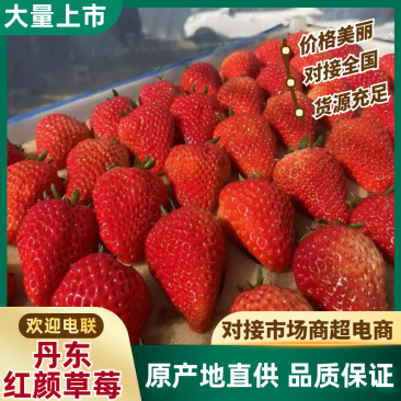 【精选】精品丹东九九草莓支持一件代发现摘现色泽诱人