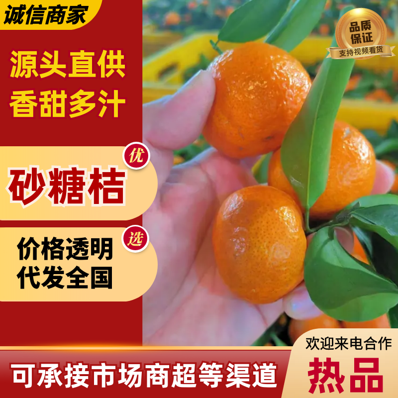 广西精品砂糖桔大量上市/皮薄汁多/量大价优对接全国商超