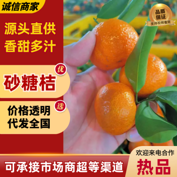 广西精品/砂糖橘/大量上市/皮薄汁多/量大价优对接全国