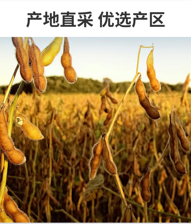 黑豆，东北黑大豆，新黑大豆，批发，一件代发