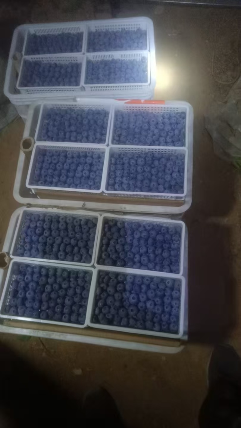 莒县L25，F6，L11优瑞卡蓝莓产地直供大量有货价好