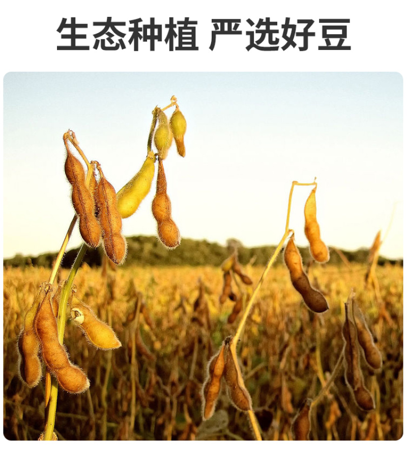 东北黄豆非转基因农家批发代发定