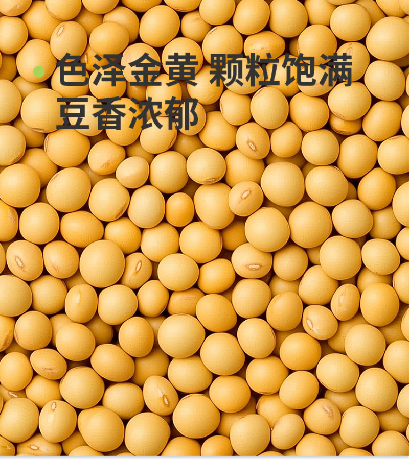 东北黄豆非转基因农家批发代发定