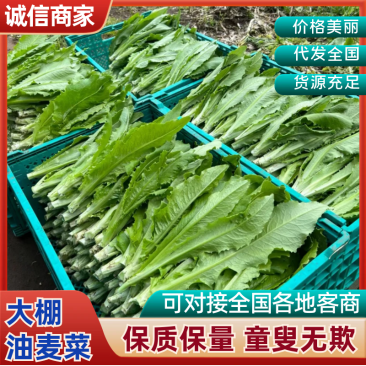 急售！精品油麦菜/云南油麦菜/可按需加工/全国发货一条龙
