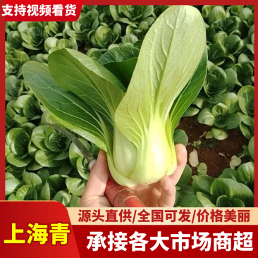 【急售】云南上海青油菜/基地现货/可按需包装/全国发货