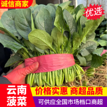 《精选》云南菠菜/大叶菠菜&陆地大棚菠菜/打冷包装一条龙