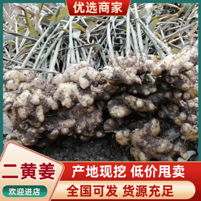 云南罗平县二黄姜，小黄姜，产地直发，品质保证，欢迎咨询