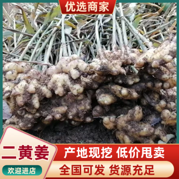 云南罗平县二黄姜，小黄姜，产地直发，品质保证，欢迎咨询