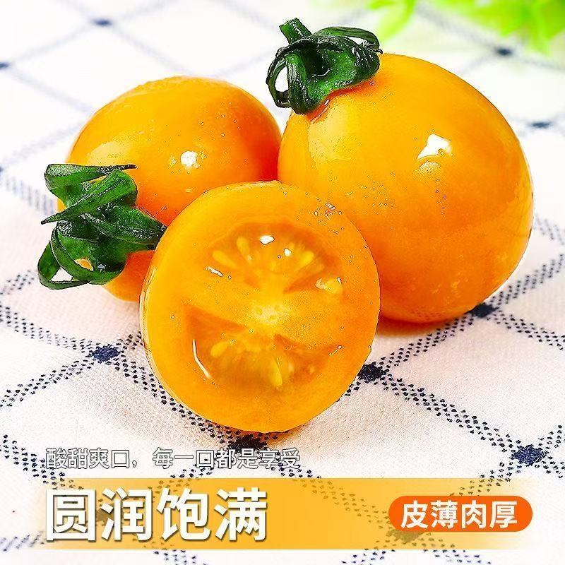【实力货源】供应电商品质保证全国寿光辉煌小番茄圣女果