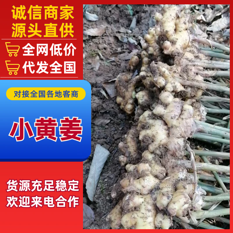 云南罗平县二黄姜,小黄姜，品质保证，大量上市，欢迎咨询