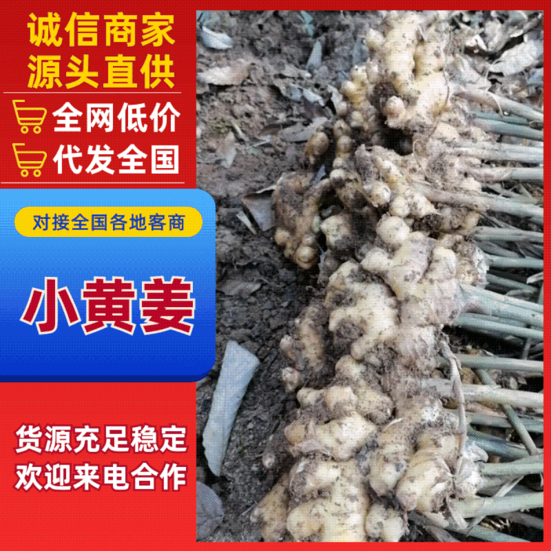 云南罗平县二黄姜,小黄姜，品质保证，大量上市，欢迎咨询
