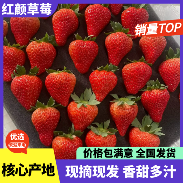 【荐】红颜九九草莓基地直供商超市场电商货源稳定