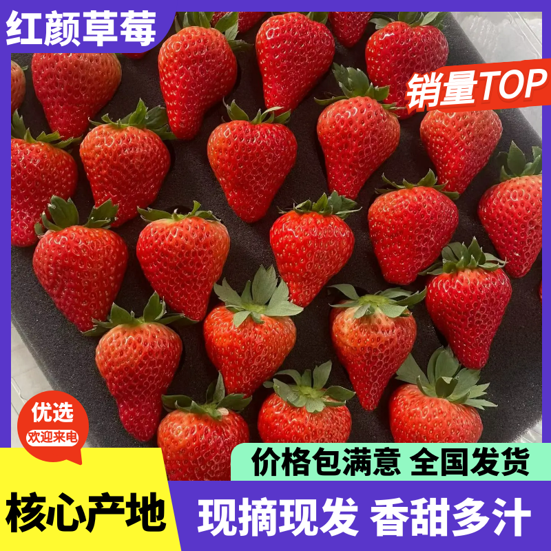 【荐】红颜九九草莓基地直供商超市场电商货源稳定