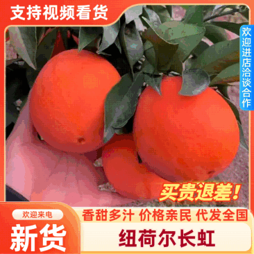 长虹脐橙果园直供新鲜采摘诚信经营全国发货欢迎咨询