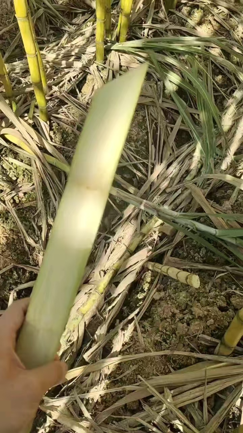 云南（黄皮甘蔗）对接，电商，超市，各大市场，欢迎新老顾客