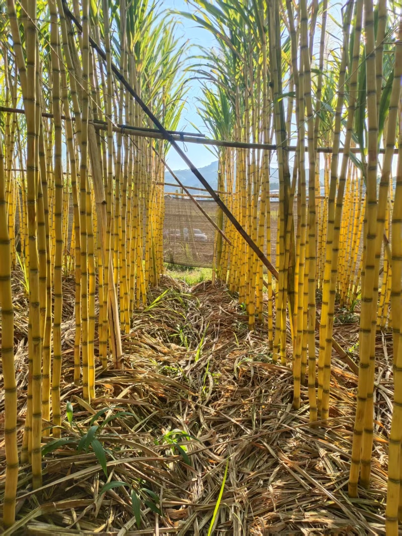 云南（黄皮甘蔗）对接，电商，超市，各大市场，欢迎新老顾客