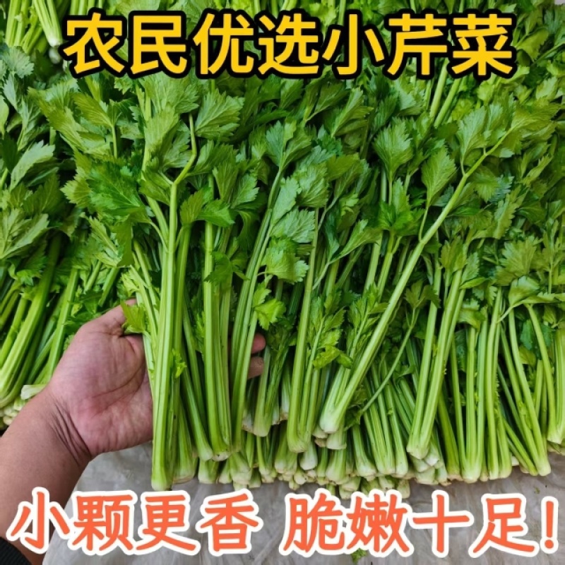 江苏香芹香味足鲜嫩翠绿不空心不失水打好捆无冻伤无开裂耐存